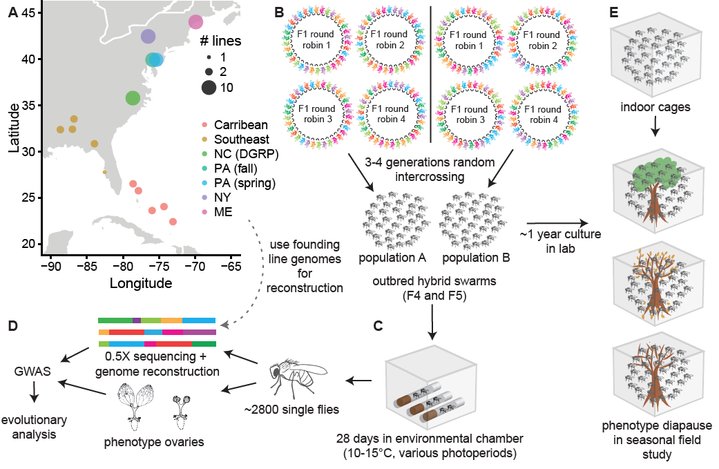 Priscilla’s Paper Published in PLoS Genetics